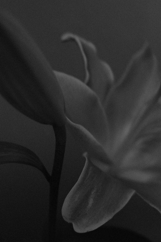 Monochrome flower rendering from SUNSET
